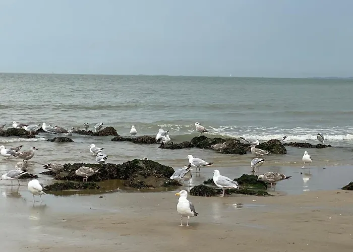 Orfeo Knokke